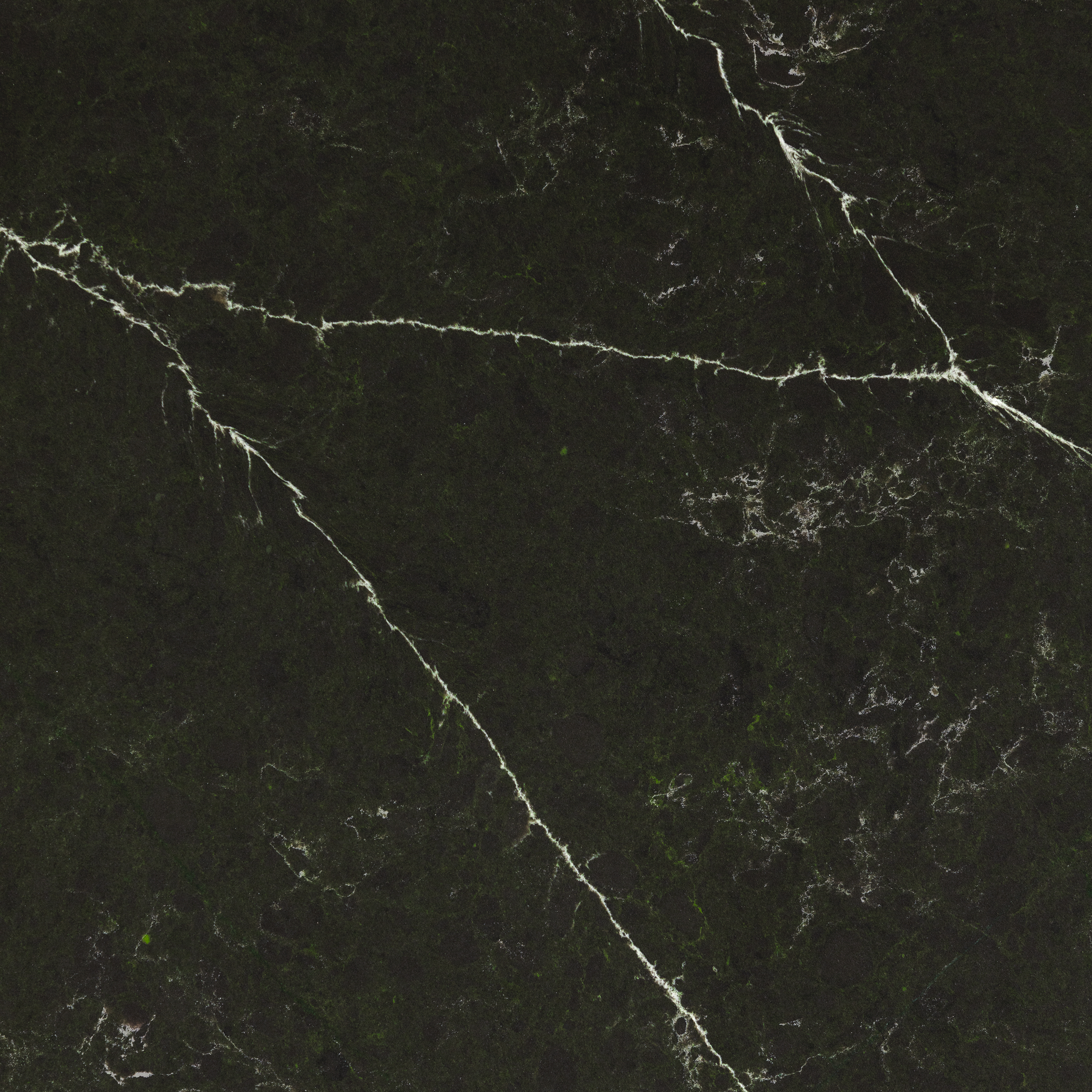 FOREST MAGNOLIA 4015 61X126